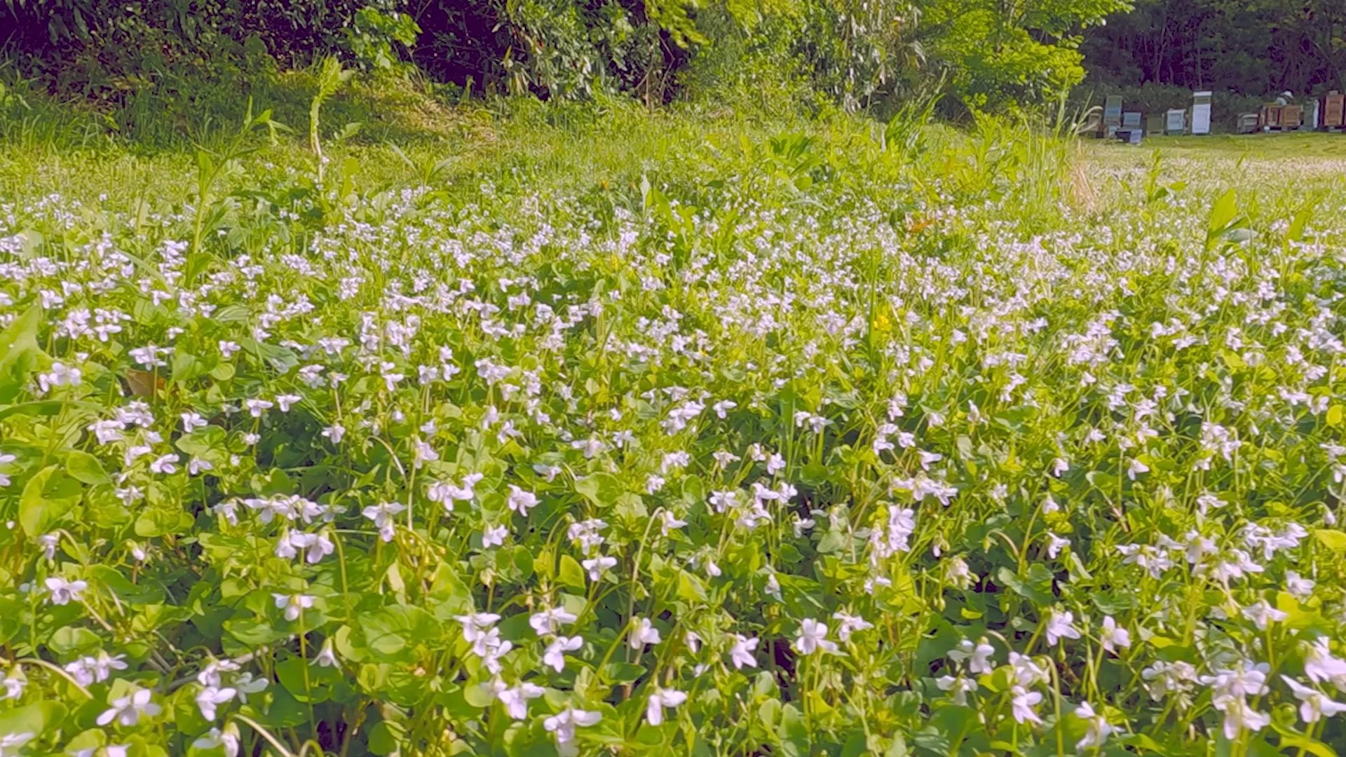 5冊セット】布花 大きな花と小さな花たち/山の花 山の実/野の花 野の草 